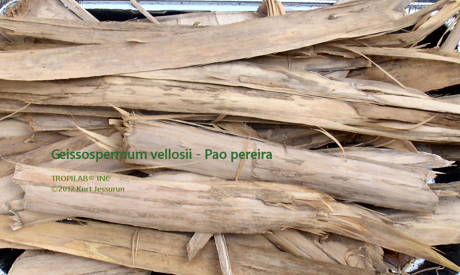 Geissospermum vellosii-Pao pereira bark - Tropilab. Amazon rainforest tree with medicinal properties, working against difficult
 cancers, such as pancreas, liver and brain cancer.